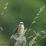 20220613 Neuntoeter 01 1 DSC08328.jpg